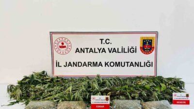 Antalya’nın Alanya ilçesinde düzenlenen uyuşturucu operasyonunda 24 kök kenevir bitkisi