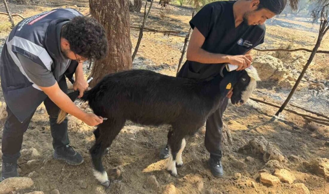Antalya’nın Aksu ilçesi Karaöz Mahallesi’nde 6 Eylül tarihinde başlayan ve