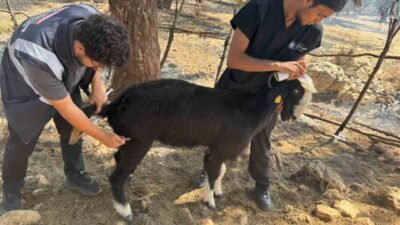 Antalya’nın Aksu ilçesi Karaöz Mahallesi’nde 6 Eylül tarihinde başlayan ve