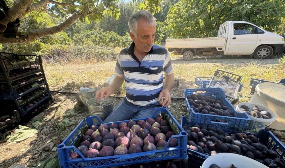 Antalya’nın İbradı ilçesine bağlı Ürünlü Mahallesi’nde yetiştirilen Bursa siyah incirinde