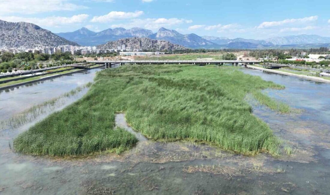 Antalya’da Boğaçayı’nda kirlilik tartışmaları sürerken, Büyükşehir Belediyesi bu yıl 320