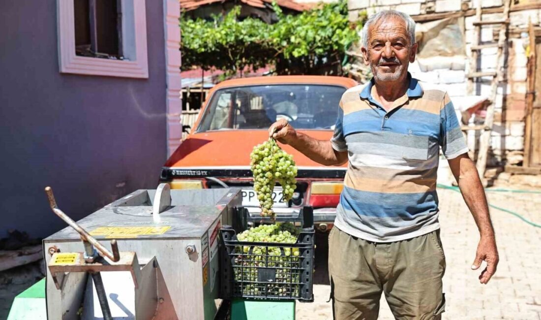 Antalya Büyükşehir Belediyesi, Elmalı ilçesinde üzüm üretimi yapan çiftçilere hasat