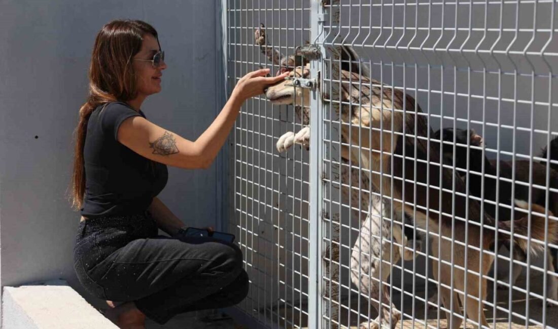 Antalya Büyükşehir Belediyesi Sokak Hayvanları Geçici Bakımevi ve Rehabilitasyon Merkezi,
