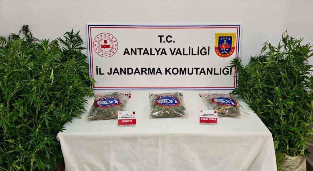 Antalya’nın Gazipaşa ilçesinde düzenlenen operasyonda 146 kök kenevir bitkisi ile