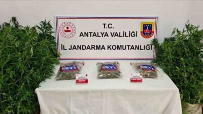 Antalya’nın Gazipaşa ilçesinde düzenlenen operasyonda 146 kök kenevir bitkisi ile