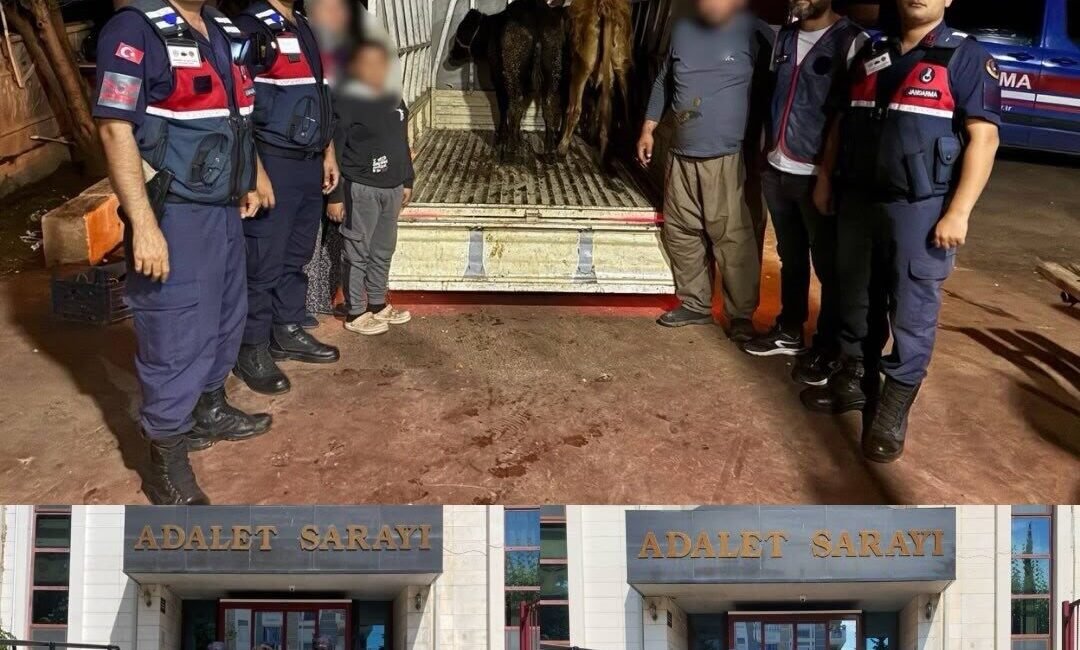 Korkuteli ilçesinde 10 küçükbaş ve 3 büyükbaş hayvan çalındı; JASAT