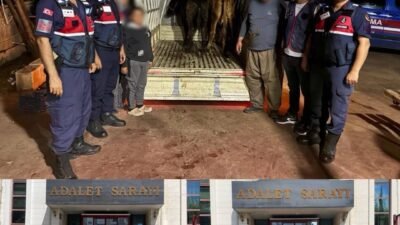 Korkuteli ilçesinde 10 küçükbaş ve 3 büyükbaş hayvan çalındı; JASAT