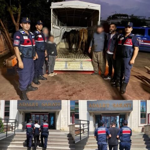 Korkuteli ilçesinde 10 küçükbaş ve 3 büyükbaş hayvan çalındı; JASAT