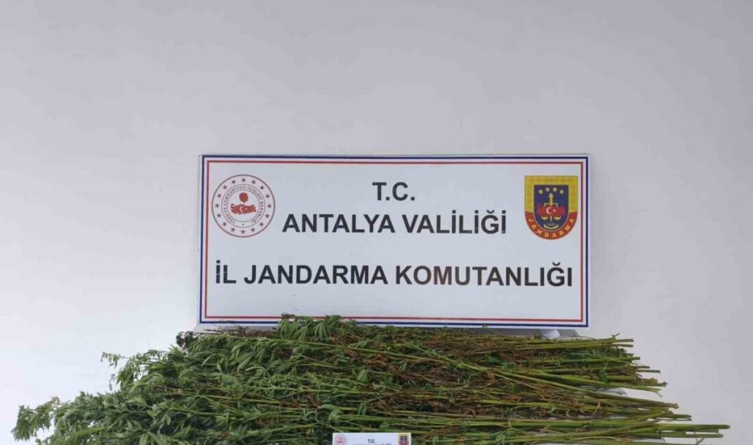 Antalya’nın Serik ilçesinde jandarma ekiplerince bir şüphelinin ikameti ve arazisinde