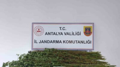 Antalya’nın Serik ilçesinde jandarma ekiplerince bir şüphelinin ikameti ve arazisinde