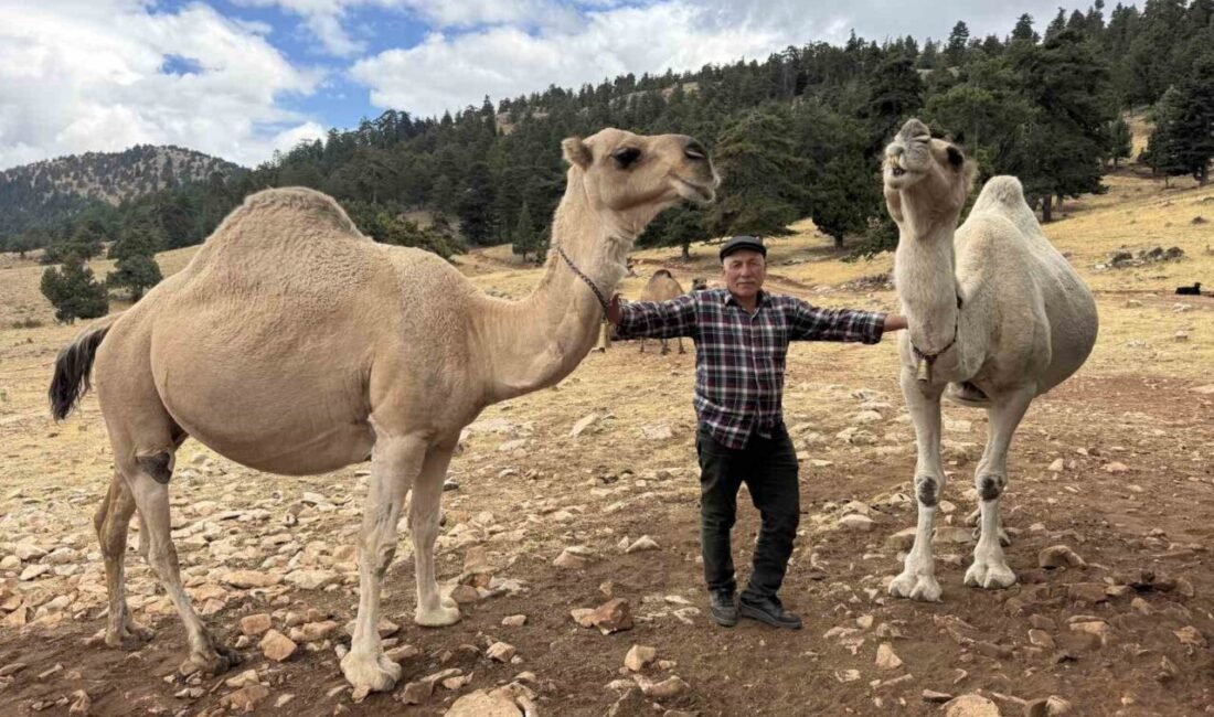 Kış aylarını Mersin’in Aydıncık ilçesinde, yaz aylarını ise Konya’nın Hadim
