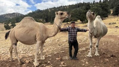 Kış aylarını Mersin’in Aydıncık ilçesinde, yaz aylarını ise Konya’nın Hadim