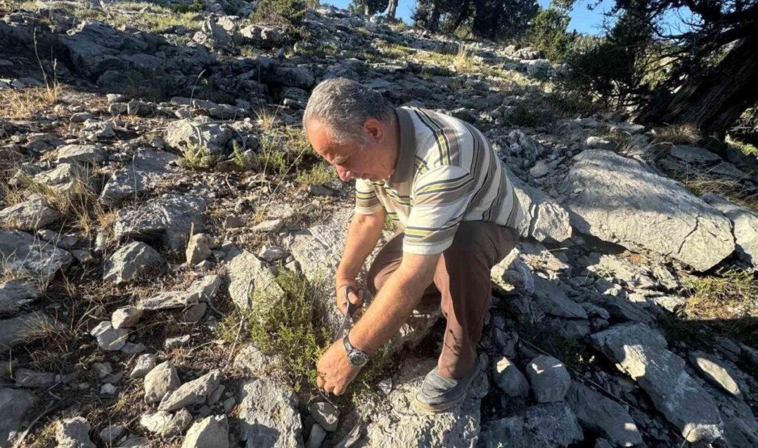 Antalya’nın Akseki ilçesinde, Toros Dağları’nın yüksek kesimlerinde kekik hasadı başladı.
