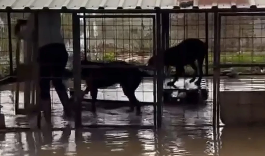 Serik ilçesine bağlı Belek Mahallesi'nde sağanakta kafesi su basan zincirli