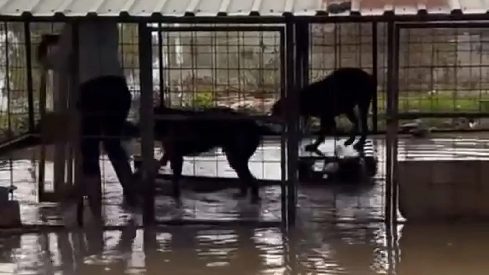 Belek'te su basan kafese ahşap palet yerleştirilen köpekler