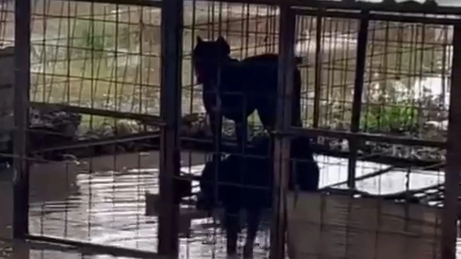 Belek Mahallesi'nde sağanak yağışta su basan köpek kafesi