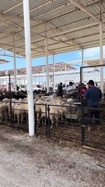 Çandır Hayvan Pazarı'nda satışa getirilen koyunlar