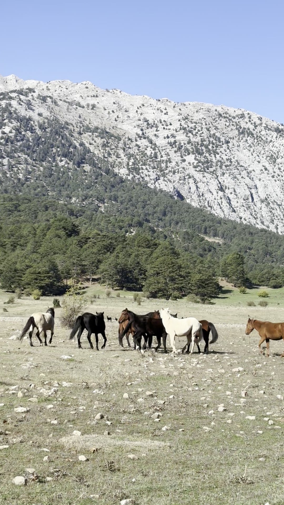 10-15 atlık gruplar hâlinde dolaşan yılkı atları