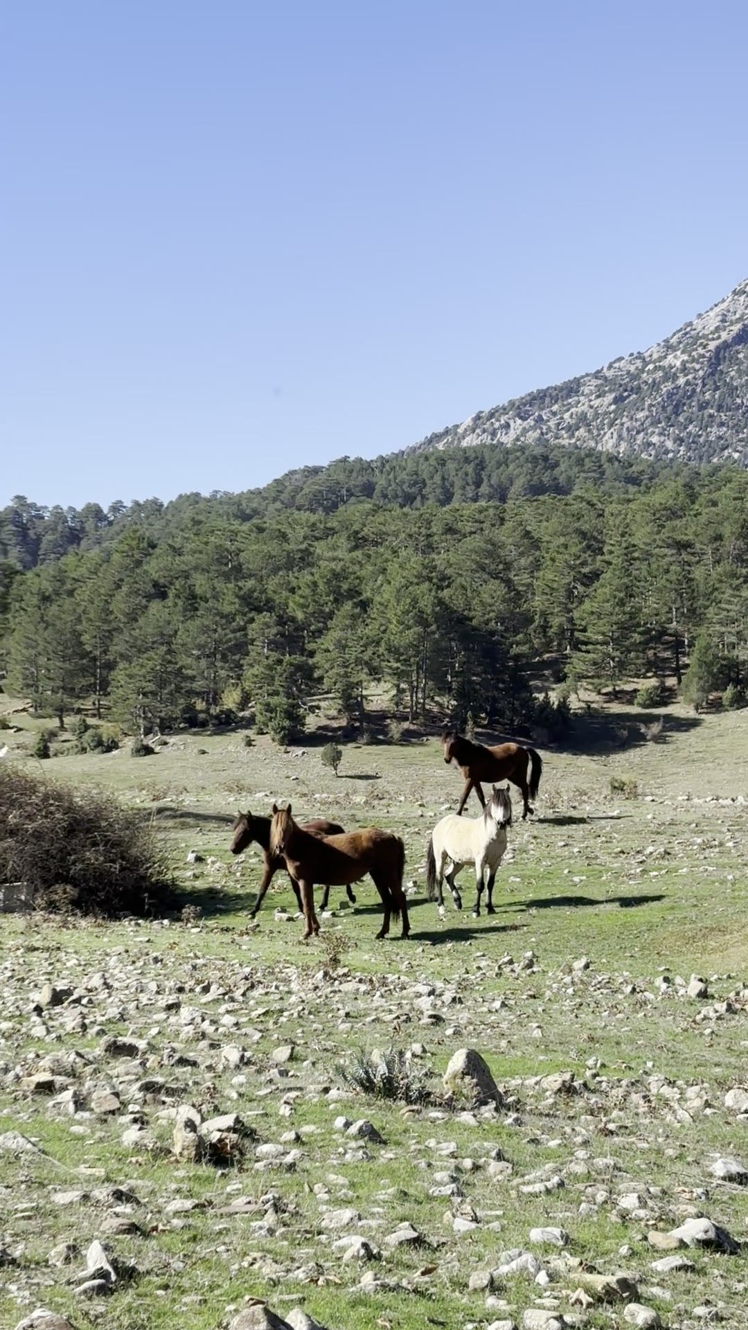 Taşlık arazide otlayan yılkı atları