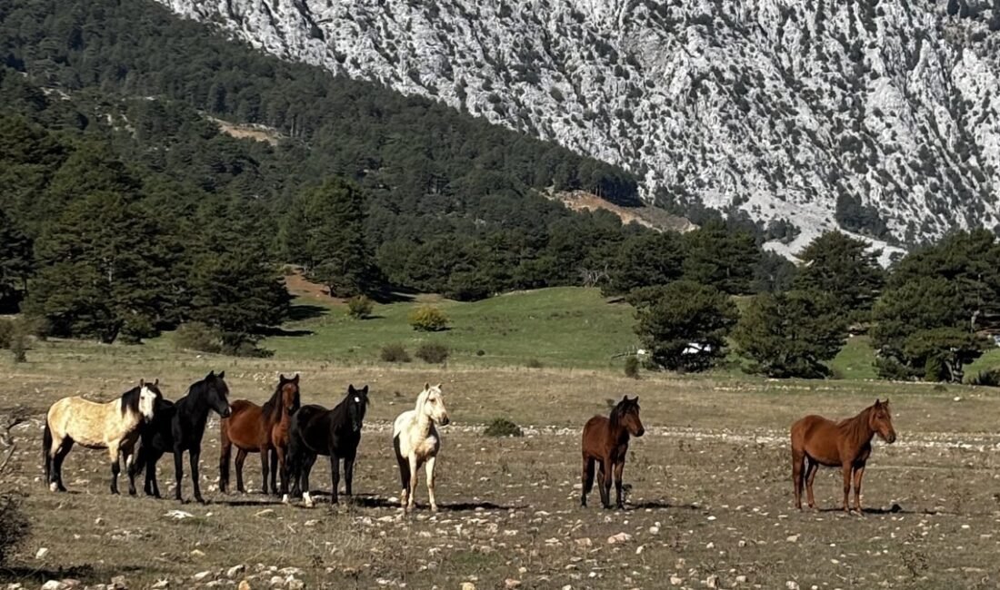 Eynif Ovası yılkı atları, İbradı'da Toros Dağları'nın eteğinde görüntülendi. Sayılarının