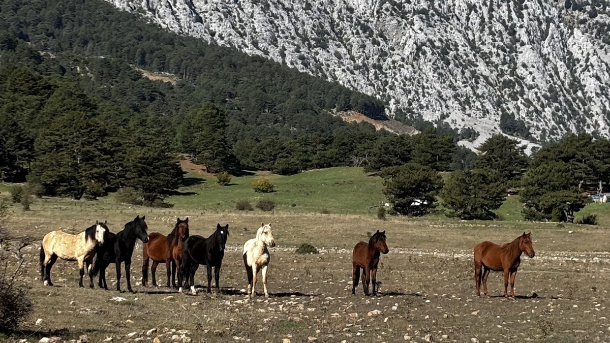 Eynif Ovası'nda Toroslar'ın eteğinde otlayan yılkı atları