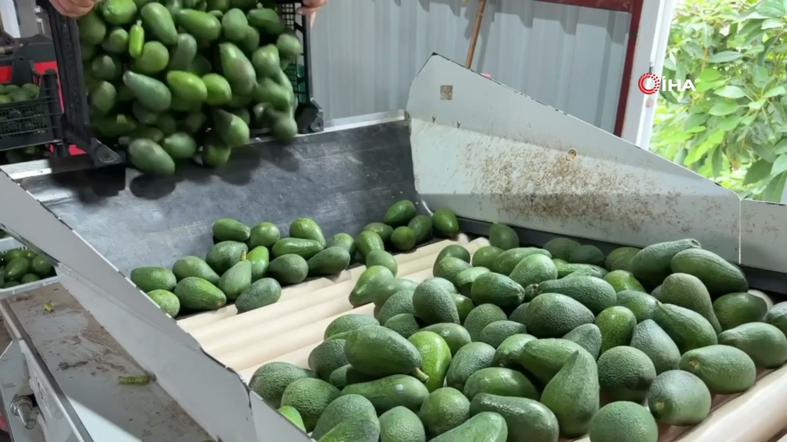 Avokadolar ayıklama hattında