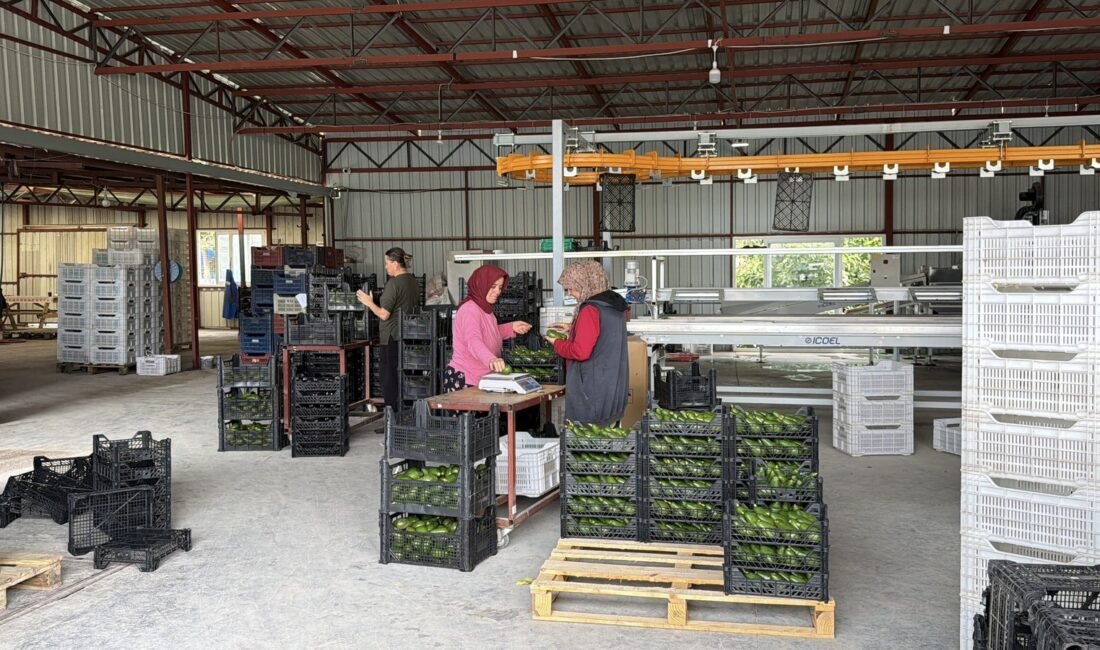 Gazipaşa'da yetiştirilen 70 binin üzerinde avokado, 20 tonu aşan ilk