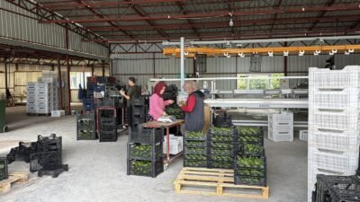 Gazipaşa'da yetiştirilen 70 binin üzerinde avokado, 20 tonu aşan ilk