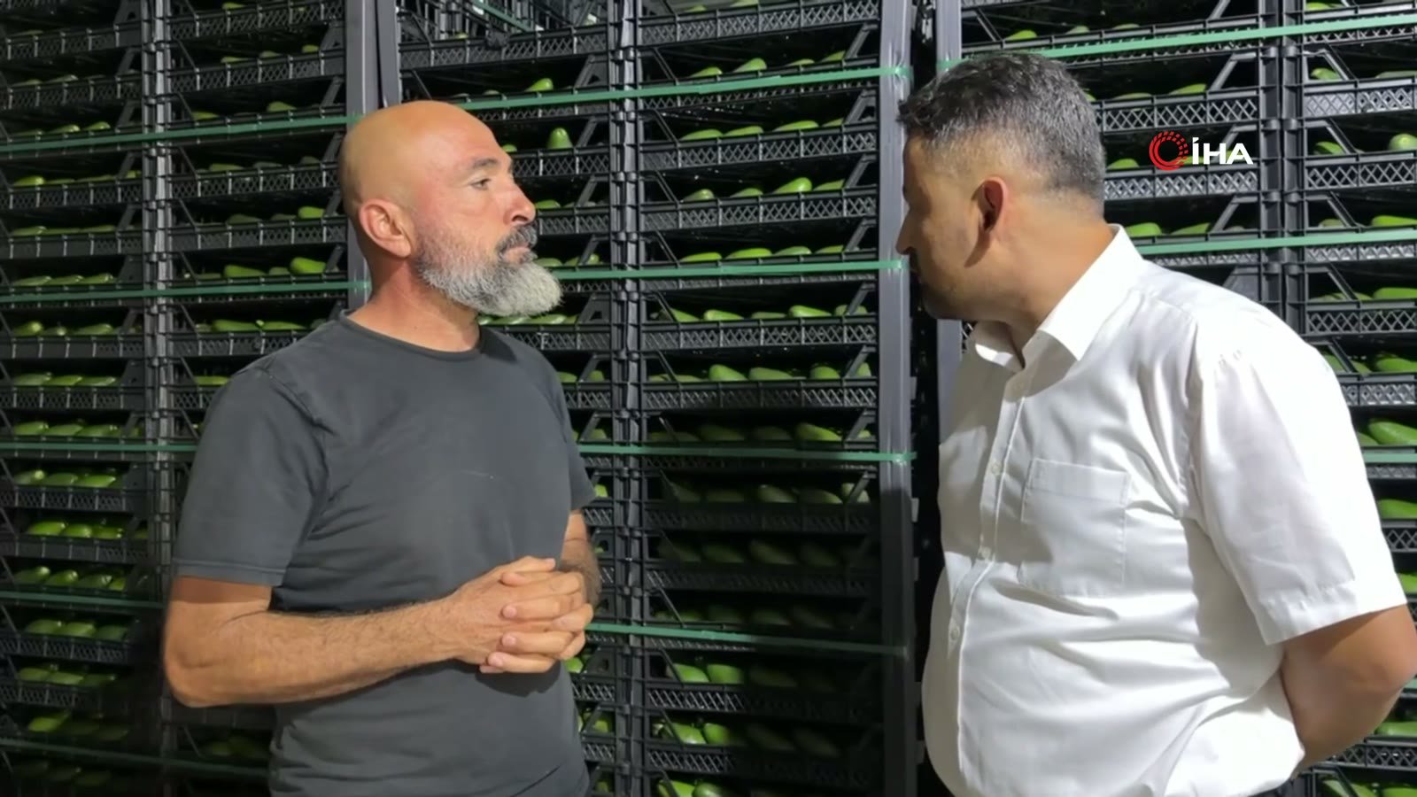 Gazipaşa avokado üreticisi ve pazarlayıcısı Tolga Şahiner