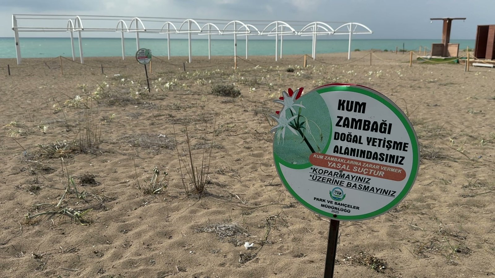 Serik Belediyesi Park ve Bahçeler Müdürlüğünün kum zambağı uyarı levhası