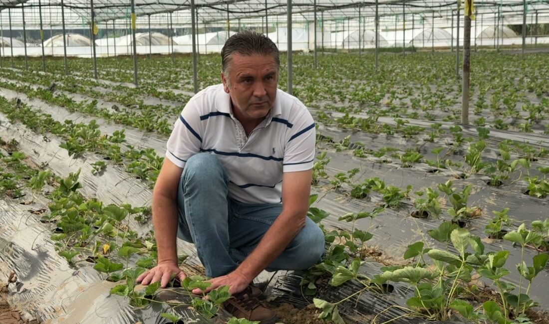 Antalya'nın Serik ilçesinde yeni sezonun çilek fideleri seralarda toprakla buluştu.