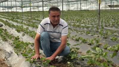 Antalya'nın Serik ilçesinde yeni sezonun çilek fideleri seralarda toprakla buluştu.