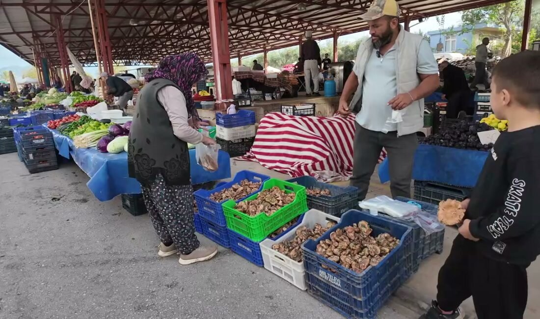Son yağışların ardından Dumanlı Yaylası'nda toplanan çıntar mantarı Serik Cuma