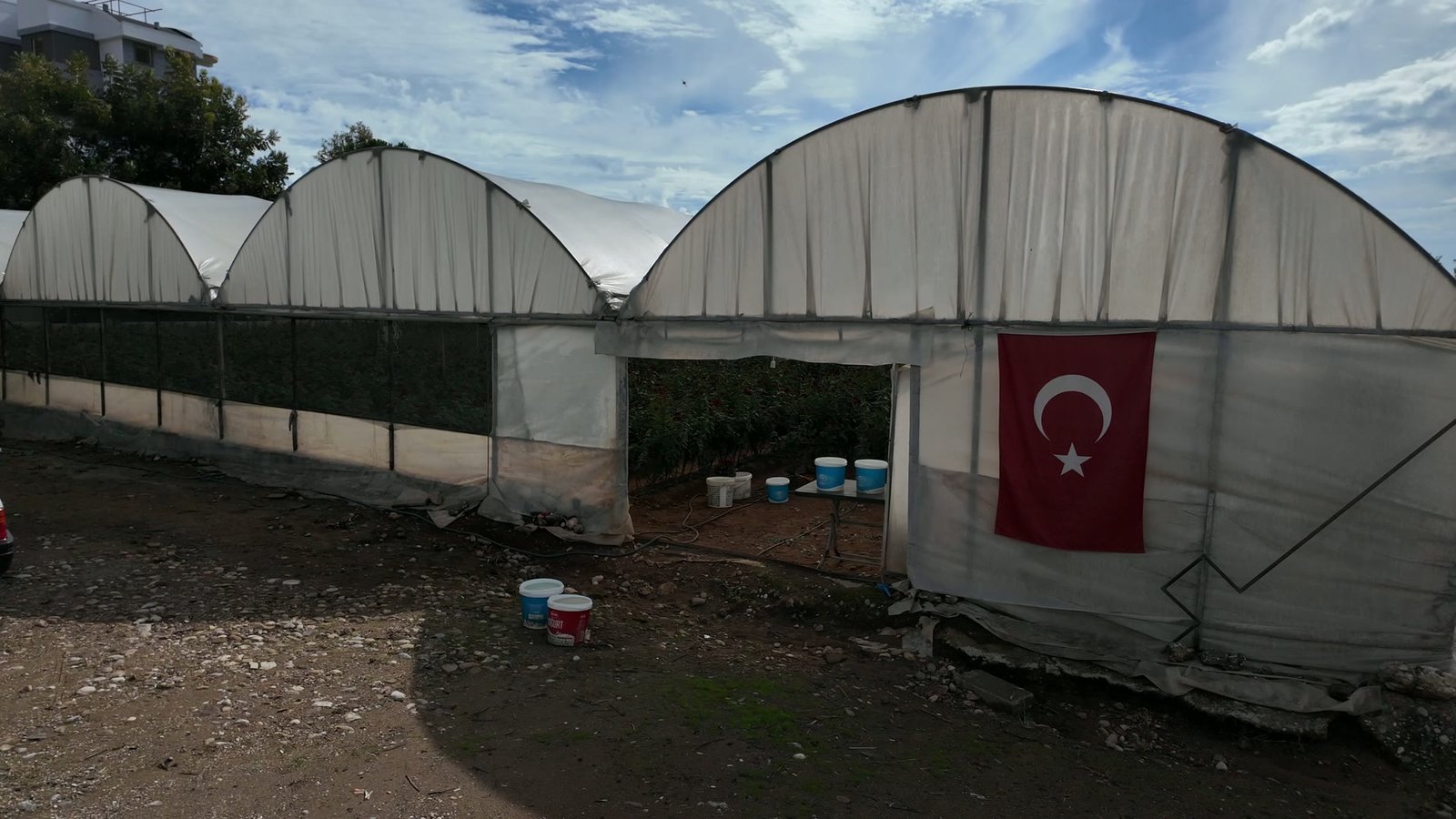 Fatih Akalın'ın gül yetiştirdiği sera