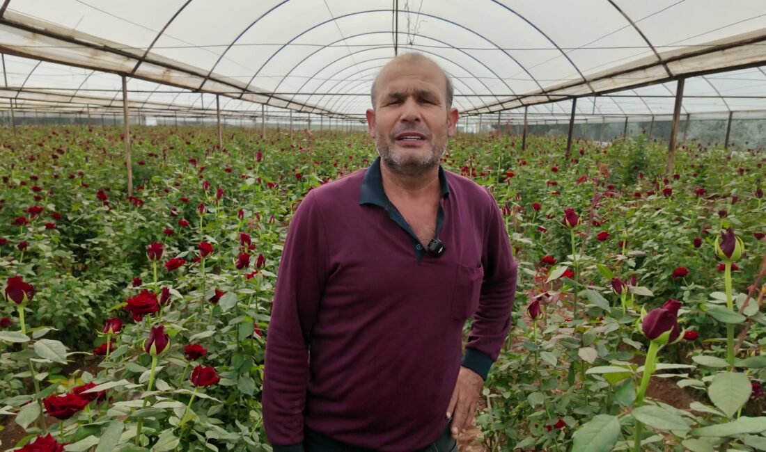 Serik'te 2 dönümlük serasında 16 bin kök kırmızı gül yetiştiren