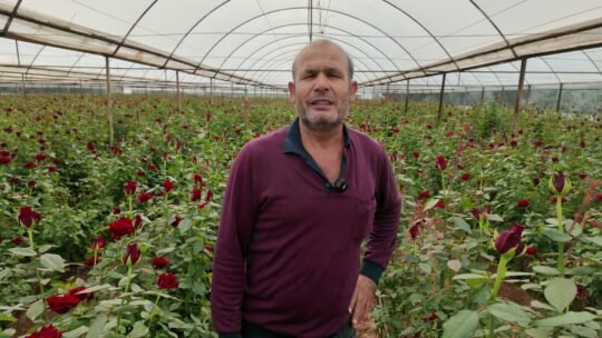 Serik'te 2 dönümlük serasında 16 bin kök kırmızı gül yetiştiren