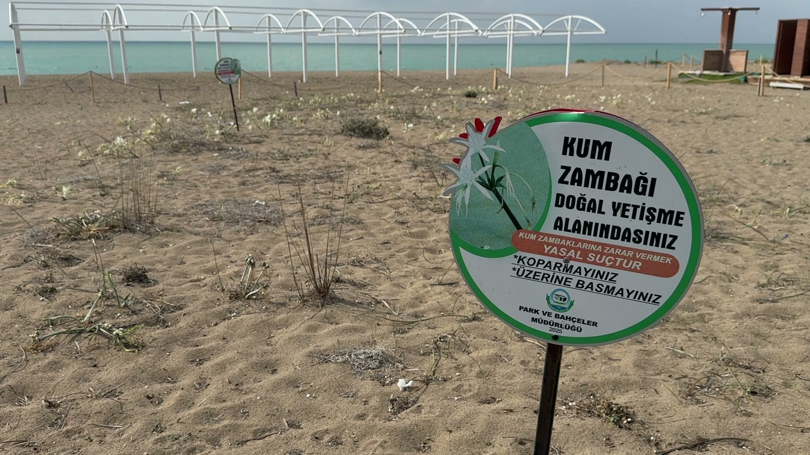 Kum zambağının doğal yetişme alanı olarak işaretlenen kumul