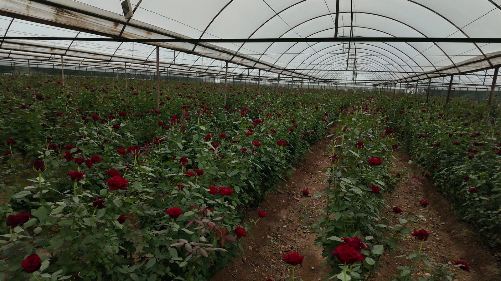 İki dönümlük serada 16 bin kök kırmızı gül bulunuyor
