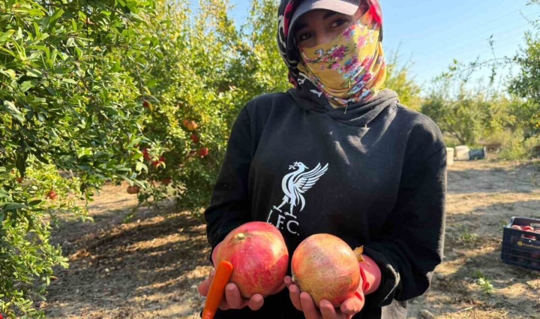 Antalya'nın Serik ilçesinde yağış uyarısı nedeniyle nar hasadı önce başladı;