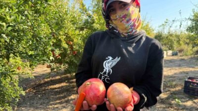 Antalya'nın Serik ilçesinde yağış uyarısı nedeniyle nar hasadı önce başladı;