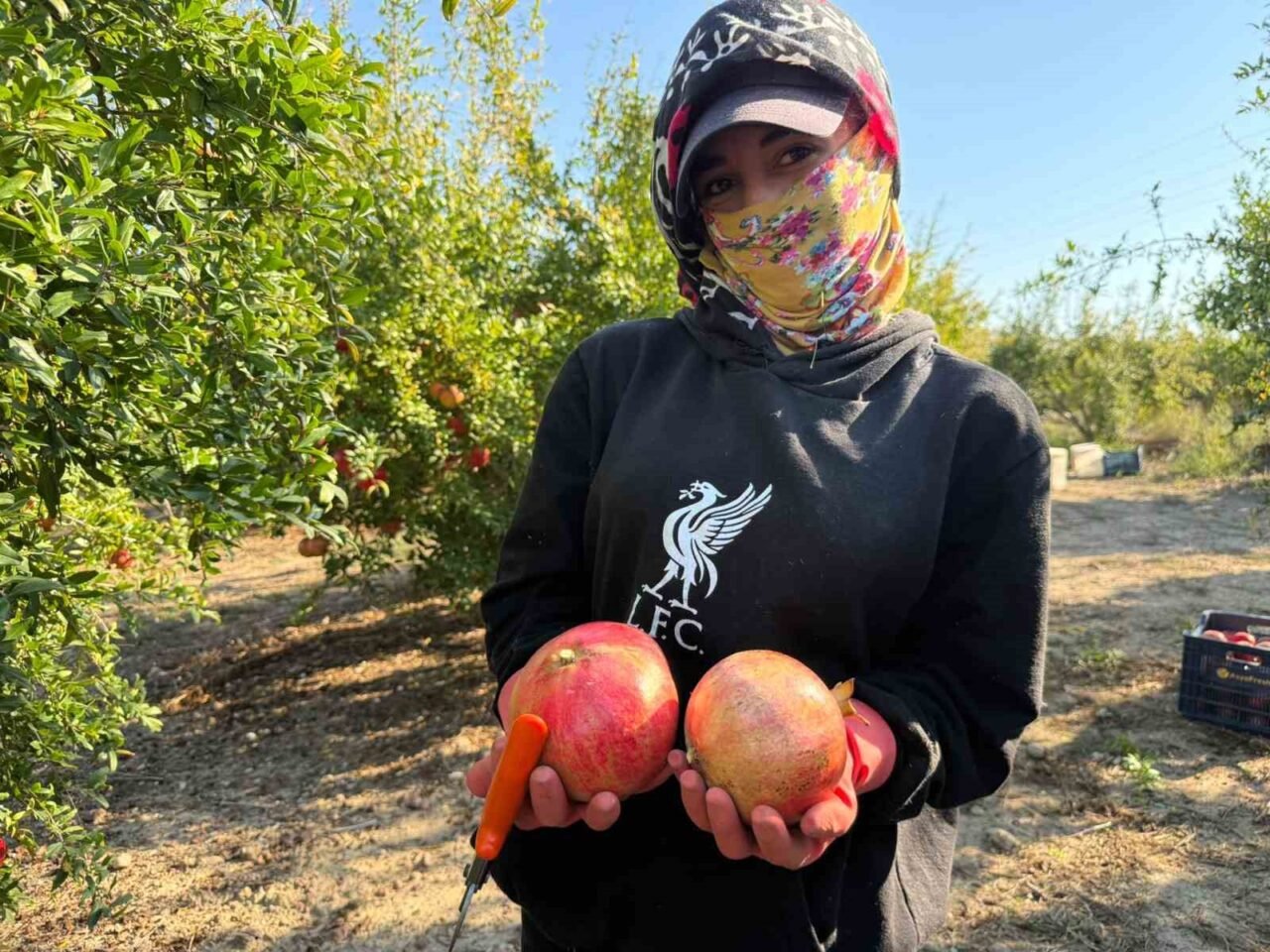 Serik'te yağış uyarısıyla nar hasadı erken başladı
